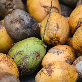 coconut products